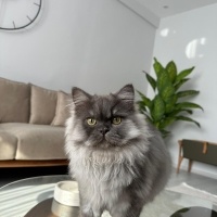 British Longhair, Kedi  Simba fotoğrafı