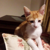 Manx, Kedi  Daisy fotoğrafı