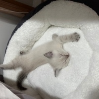 Scottish Fold, Kedi  Luna fotoğrafı