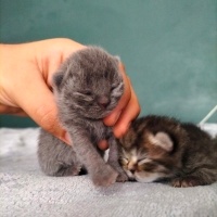 Scottish Fold, Kedi  Boncuk fotoğrafı