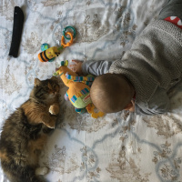 Tekir Kedi, Kedi  Tarçın fotoğrafı