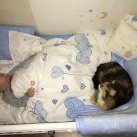 Tekir Kedi, Kedi  Tarçın fotoğrafı