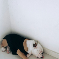 İngiliz Bulldog, Köpek  Paşa fotoğrafı