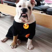 İngiliz Bulldog, Köpek  Paşa fotoğrafı