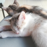 Tekir Kedi, Kedi  yok fotoğrafı