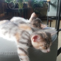 Tekir Kedi, Kedi  yok fotoğrafı