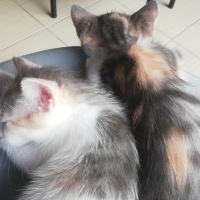 Tekir Kedi, Kedi  yok fotoğrafı