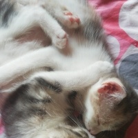 Tekir Kedi, Kedi  yok fotoğrafı