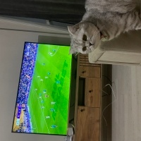 Scottish Fold, Kedi  Paşa fotoğrafı