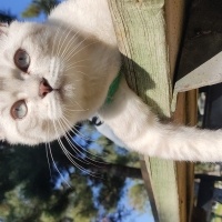 British Shorthair, Kedi  Ares fotoğrafı