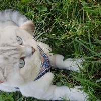 British Shorthair, Kedi  Ares fotoğrafı