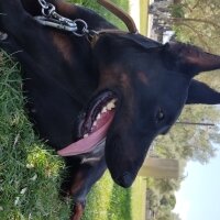 Doberman Pinscher, Köpek  Boyka fotoğrafı