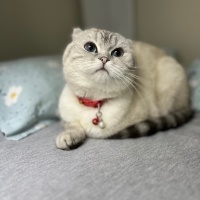 Scottish Fold, Kedi  Gündüz fotoğrafı
