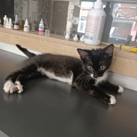 Tekir Kedi, Kedi  Kaju fotoğrafı