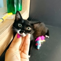 Tekir Kedi, Kedi  Kaju fotoğrafı