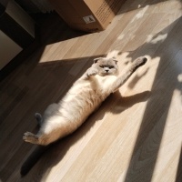 Scottish Fold, Kedi  Peynir😅 fotoğrafı
