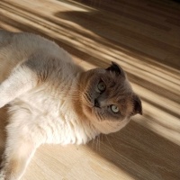 Scottish Fold, Kedi  Peynir😅 fotoğrafı