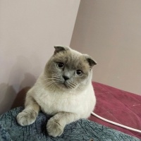 Scottish Fold, Kedi  Peynir😅 fotoğrafı