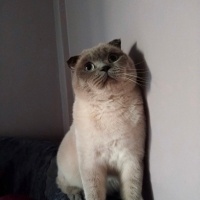 Scottish Fold, Kedi  Peynir😅 fotoğrafı