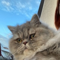 British Longhair, Kedi  Şila fotoğrafı