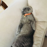 Scottish Fold, Kedi  Duman fotoğrafı