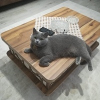 British Shorthair, Kedi  Hira fotoğrafı