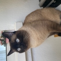 Siyam Kedisi, Kedi  Ponçik fotoğrafı