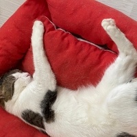 Tekir Kedi, Kedi  Minnoş acil yuva aranıyor fotoğrafı
