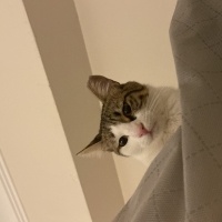 Tekir Kedi, Kedi  Minnoş acil yuva aranıyor fotoğrafı