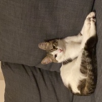 Tekir Kedi, Kedi  Minnoş acil yuva aranıyor fotoğrafı