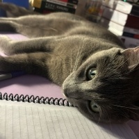 Mavi Rus, Kedi  ŞANSLI fotoğrafı