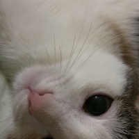 Sarman, Kedi  Nazik fotoğrafı