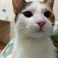 Sarman, Kedi  Nazik fotoğrafı