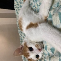 Tekir Kedi, Kedi  Bey fotoğrafı