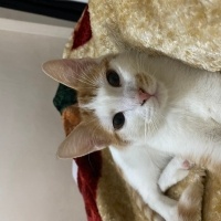 Tekir Kedi, Kedi  Bey fotoğrafı