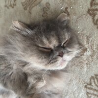 İran Kedisi (Persian), Kedi  Melisa fotoğrafı