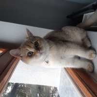 British Shorthair, Kedi  BELLA fotoğrafı