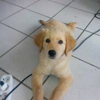 Golden Retriever, Köpek  ŞİLA fotoğrafı