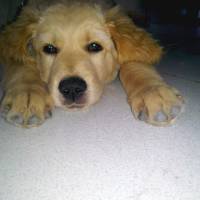 Golden Retriever, Köpek  ŞİLA fotoğrafı