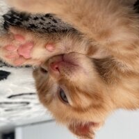 Scottish Fold, Kedi  scottish fold fotoğrafı