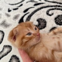 Scottish Fold, Kedi  scottish fold fotoğrafı