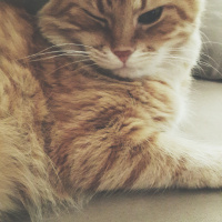 Tekir Kedi, Kedi  Kamil fotoğrafı