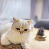 British Shorthair, Kedi  Mavi fotoğrafı