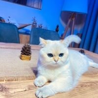 British Shorthair, Kedi  Mavi fotoğrafı