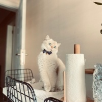 British Shorthair, Kedi  Mavi fotoğrafı