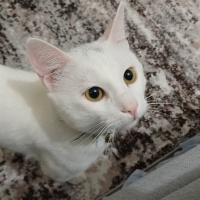 Tekir Kedi, Kedi  Ercument fotoğrafı