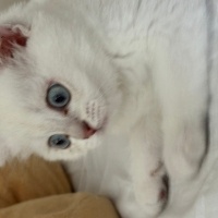 Scottish Fold, Kedi  Lokum fotoğrafı