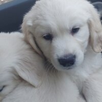 Golden Retriever, Köpek  Efes fotoğrafı