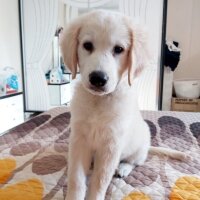 Golden Retriever, Köpek  Efes fotoğrafı