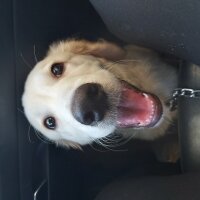 Golden Retriever, Köpek  Efes fotoğrafı